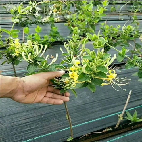盖草布